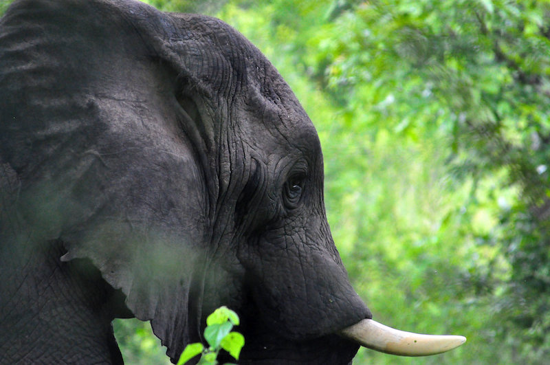Melanie Heinrich - travel images - Lion Sands Private Game Reserve